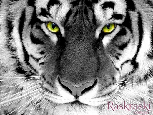 Алмазная техника Взгляд тигра ТМ Алмазная мозаика (DMF-281, На подрамнике) фото интернет-магазина Raskraski.com.ua
