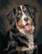 Картины по номерам Портрет собаки (AS0883) ArtStory — фото комплектации набора