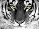 Алмазна техніка Погляд тигра ТМ Алмазная мозаика (DMF-281) — фото комплектації набору