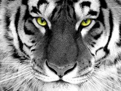 Алмазная вышивка Взгляд тигра ТМ Алмазная мозаика (DM-281, Без подрамника) фото интернет-магазина Raskraski.com.ua