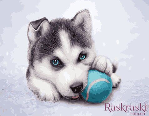 Рисование по номерам Щенок хаски с мячиком (BRM33760) фото интернет-магазина Raskraski.com.ua