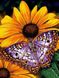 Алмазна вишивка Метелик на квітці ТМ Алмазная мозаика (DMF-177) — фото комплектації набору