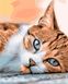 Малювання по номерам Сонний кіт (AS1024) ArtStory — фото комплектації набору