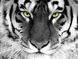 Алмазна вишивка Погляд тигра ТМ Алмазная мозаика (DM-281) — фото комплектації набору