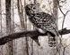 Картина по номерам Сова в зимнем лесу (MR-Q639) Mariposa — фото комплектации набора