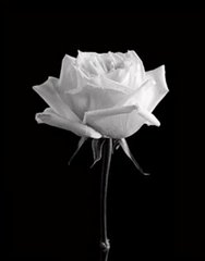 Картина из страз Белая роза (у) Диамантовые ручки (GU_178373, На подрамнике) фото интернет-магазина Raskraski.com.ua