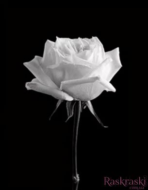 Картина з страз Біла троянда (У) Диамантовые ручки (GU_178373) фото інтернет-магазину Raskraski.com.ua