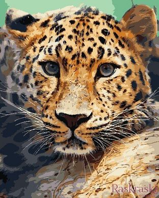 Картина за номерами Погляд леопарда (AS0739) ArtStory фото інтернет-магазину Raskraski.com.ua