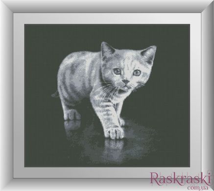 Набор алмазная вышивка Серый котёнок (полная зашивка, квадратные камни) Dream Art (DA-30146, Без подрамника) фото интернет-магазина Raskraski.com.ua