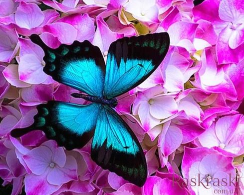 Набір алмазна мозаїка Метелик в квітах Rainbow Art (EJ1053) фото інтернет-магазину Raskraski.com.ua