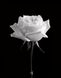 Картина из страз Белая роза (у) Диамантовые ручки (GU_178373, На подрамнике) — фото комплектации набора
