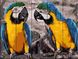 Картина за номерами на дереві Дві папуги (ASW057) ArtStory — фото комплектації набору