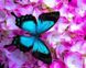 Набор алмазная мозаика Бабочка в цветах Rainbow Art (EJ1053, На подрамнике) — фото комплектации набора