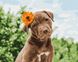 Картина по номерам Собачка милый романтик (BRM37552) — фото комплектации набора