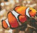 Картина з страз Риба клоун ТМ Алмазная мозаика (UA-039) — фото комплектації набору