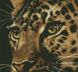 Алмазна картина Леопард (46 х 50 см) Dream Art (DA-31527) — фото комплектації набору