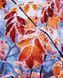 Картина по номерам Листья (PN0111) Artissimo 40 х 50 см