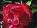 Набор алмазная мозаика Алая роза Rainbow Art (EJ984, На подрамнике) — фото комплектации набора