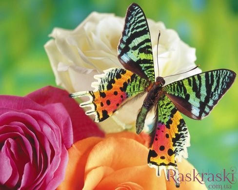 Алмазна вишивка Метелик та троянди (JA20370, часткова викладка) Диамантовые ручки (GU_188645) фото інтернет-магазину Raskraski.com.ua