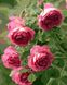 Живопись по номерам Садовые розы (BRM8983) — фото комплектации набора