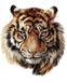 Малювання по номерам Царствений тигр (VP1018) Babylon — фото комплектації набору