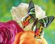 Алмазная вышивка Бабочка и розы (JA20370, частичная выкладка) Диамантовые ручки (GU_188645, Без подрамника) — фото комплектации набора