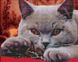 Алмазна картина Сірий кіт (BGZS1161) НикиТошка — фото комплектації набору