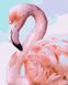 Картина за номерами Рожевий фламінго ©Ira Volkova (KH4397) Идейка — фото комплектації набору