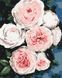 Картина за номерами Бутони пишних троянд (BSM-B40586) — фото комплектації набору