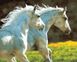 Картина по номерам Пара белых лошадей (BRM30151) — фото комплектации набора