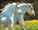 Картина по номерам Пара белых лошадей (BRM30151) — фото комплектации набора
