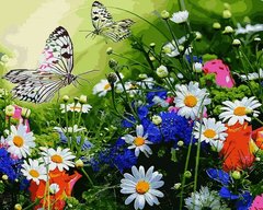 Картина раскраска Цветочное поле и бабочки (VP1254) Babylon фото интернет-магазина Raskraski.com.ua