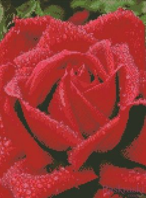 Алмазна вишивка Запашна троянда Идейка (AM6100) фото інтернет-магазину Raskraski.com.ua
