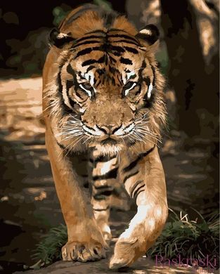 Картина за номерами Грація тигра (BRM21730) фото інтернет-магазину Raskraski.com.ua