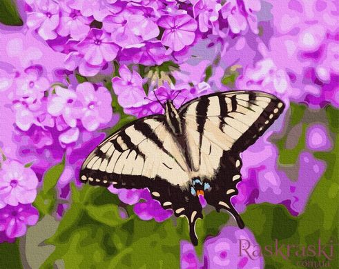 Картина за номерами Метелик в кольорах (BRM27423) фото інтернет-магазину Raskraski.com.ua