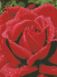Алмазна вишивка Запашна троянда Идейка (AM6100) — фото комплектації набору