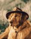 Картина по номерам Собака в шляпе (BRM30821) — фото комплектации набора