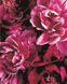 Рисование по номерам Роскошные цветы (AS0839) ArtStory — фото комплектации набора