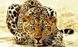 Алмазна мозаїка Вогняний леопард ТМ Алмазная мозаика (DM-103) — фото комплектації набору
