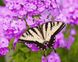 Картина по номерам Бабочка в цветах (BRM27423) — фото комплектации набора