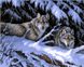 Картина по номерам Волки в лесу (VP121) Babylon — фото комплектации набора