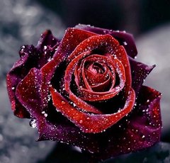 Алмазна техніка Роса на троянді ТМ Алмазная мозаика (DM-123) фото інтернет-магазину Raskraski.com.ua