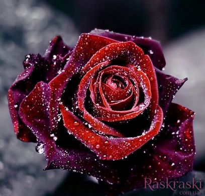 Алмазная техника Роса на розе ТМ Алмазная мозаика (DM-123, Без подрамника) фото интернет-магазина Raskraski.com.ua