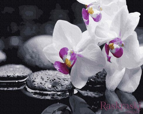 Картина по номерам Орхидея (BRM21140) фото интернет-магазина Raskraski.com.ua