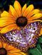 Набор алмазная мозаика Бабочка на цветке ТМ Алмазная мозаика (DM-177, Без подрамника) — фото комплектации набора