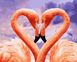 Раскраска по номерам Влюбленные фламинго (BK-GX34620) (Без коробки)