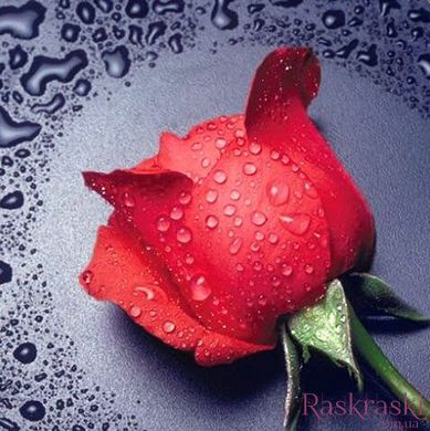 Алмазная техника Красная роза ТМ Алмазная мозаика (DM-005, Без подрамника) фото интернет-магазина Raskraski.com.ua