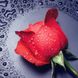 Алмазная техника Красная роза ТМ Алмазная мозаика (DM-005, Без подрамника) — фото комплектации набора