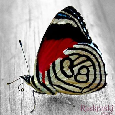 Картина из мозаики Яркая бабочка ТМ Алмазная мозаика (DM-179, Без подрамника) фото интернет-магазина Raskraski.com.ua