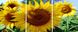 Розмальовки за номерами Розкішні соняшники (PX5199) НикиТошка — фото комплектації набору